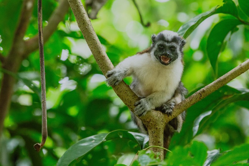 Panama-Perückenaffe