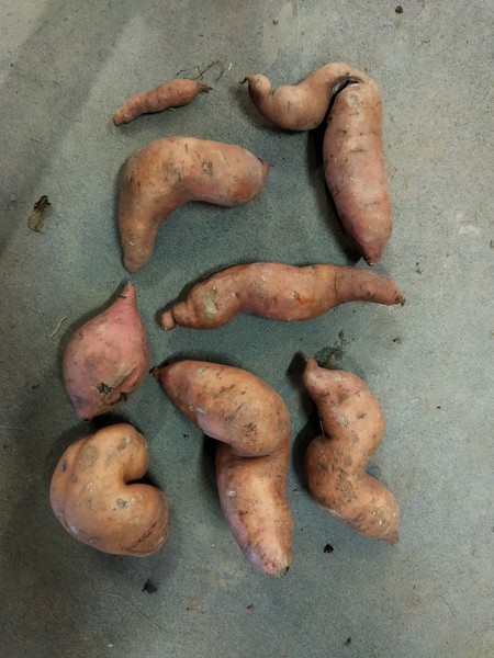 Third image of «ACKR – Rette Gemüse, und die Welt!»